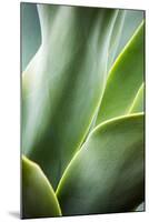 Hawaii, Maui, Agave Plant with Fresh Green Leaves-Terry Eggers-Mounted Photographic Print