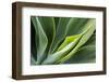 Hawaii, Maui, Agave Plant with Fresh Green Leaves-Terry Eggers-Framed Photographic Print