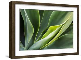 Hawaii, Maui, Agave Plant with Fresh Green Leaves-Terry Eggers-Framed Photographic Print