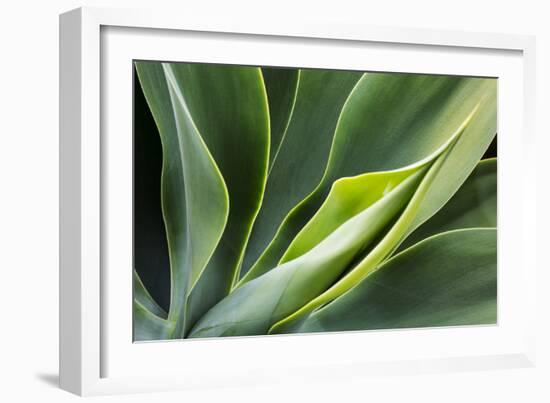 Hawaii, Maui, Agave Plant with Fresh Green Leaves-Terry Eggers-Framed Photographic Print