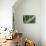 Hawaii, Maui, Agave Plant with Fresh Green Leaves-Terry Eggers-Stretched Canvas displayed on a wall