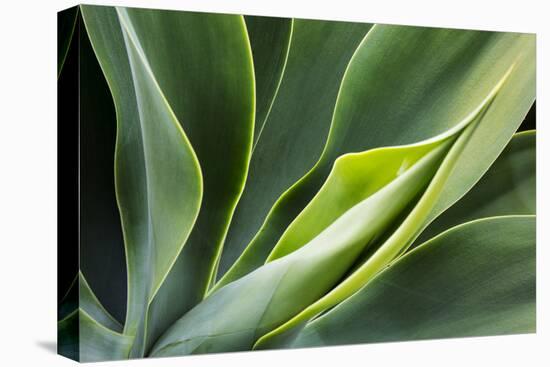 Hawaii, Maui, Agave Plant with Fresh Green Leaves-Terry Eggers-Stretched Canvas