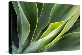 Hawaii, Maui, Agave Plant with Fresh Green Leaves-Terry Eggers-Stretched Canvas