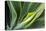 Hawaii, Maui, Agave Plant with Fresh Green Leaves-Terry Eggers-Stretched Canvas