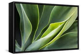 Hawaii, Maui, Agave Plant with Fresh Green Leaves-Terry Eggers-Framed Stretched Canvas