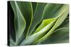 Hawaii, Maui, Agave Plant with Fresh Green Leaves-Terry Eggers-Stretched Canvas