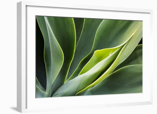 Hawaii, Maui, Agave Plant with Fresh Green Leaves-Terry Eggers-Framed Photographic Print