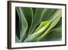 Hawaii, Maui, Agave Plant with Fresh Green Leaves-Terry Eggers-Framed Photographic Print