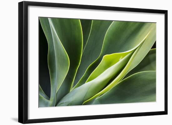 Hawaii, Maui, Agave Plant with Fresh Green Leaves-Terry Eggers-Framed Photographic Print