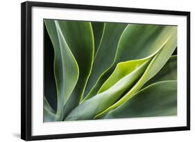 Hawaii, Maui, Agave Plant with Fresh Green Leaves-Terry Eggers-Framed Photographic Print