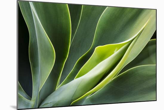 Hawaii, Maui, Agave Plant with Fresh Green Leaves-Terry Eggers-Mounted Photographic Print