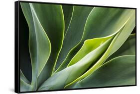 Hawaii, Maui, Agave Plant with Fresh Green Leaves-Terry Eggers-Framed Stretched Canvas