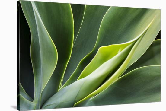 Hawaii, Maui, Agave Plant with Fresh Green Leaves-Terry Eggers-Stretched Canvas