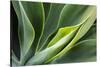 Hawaii, Maui, Agave Plant with Fresh Green Leaves-Terry Eggers-Stretched Canvas