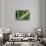 Hawaii, Maui, Agave Plant with Fresh Green Leaves-Terry Eggers-Stretched Canvas displayed on a wall