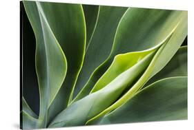 Hawaii, Maui, Agave Plant with Fresh Green Leaves-Terry Eggers-Stretched Canvas