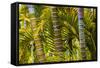 Hawaii, Maui, Garden on the Island of Maui with Bamboo, and Philodendron Plants-Terry Eggers-Framed Stretched Canvas