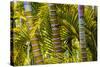 Hawaii, Maui, Garden on the Island of Maui with Bamboo, and Philodendron Plants-Terry Eggers-Stretched Canvas