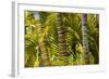 Hawaii, Maui, Garden on the Island of Maui with Bamboo, and Philodendron Plants-Terry Eggers-Framed Photographic Print