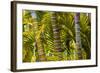 Hawaii, Maui, Garden on the Island of Maui with Bamboo, and Philodendron Plants-Terry Eggers-Framed Photographic Print