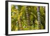 Hawaii, Maui, Garden on the Island of Maui with Bamboo, and Philodendron Plants-Terry Eggers-Framed Photographic Print