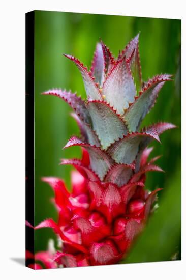 Hawaii, Maui, Pineapple Bromeliad Growing in the Country Side-Terry Eggers-Stretched Canvas