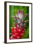 Hawaii, Maui, Pineapple Bromeliad Growing in the Country Side-Terry Eggers-Framed Photographic Print