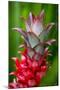 Hawaii, Maui, Pineapple Bromeliad Growing in the Country Side-Terry Eggers-Mounted Photographic Print