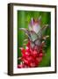 Hawaii, Maui, Pineapple Bromeliad Growing in the Country Side-Terry Eggers-Framed Photographic Print