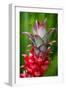 Hawaii, Maui, Pineapple Bromeliad Growing in the Country Side-Terry Eggers-Framed Photographic Print