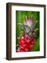 Hawaii, Maui, Pineapple Bromeliad Growing in the Country Side-Terry Eggers-Framed Photographic Print