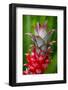 Hawaii, Maui, Pineapple Bromeliad Growing in the Country Side-Terry Eggers-Framed Photographic Print