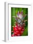 Hawaii, Maui, Pineapple Bromeliad Growing in the Country Side-Terry Eggers-Framed Photographic Print