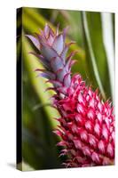 Hawaii, Maui, Pineapple Bromeliad Growing in the Maui-Terry Eggers-Stretched Canvas