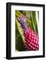 Hawaii, Maui, Pineapple Bromeliad Growing in the Maui-Terry Eggers-Framed Photographic Print