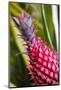 Hawaii, Maui, Pineapple Bromeliad Growing in the Maui-Terry Eggers-Mounted Photographic Print