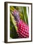 Hawaii, Maui, Pineapple Bromeliad Growing in the Maui-Terry Eggers-Framed Photographic Print