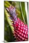 Hawaii, Maui, Pineapple Bromeliad Growing in the Maui-Terry Eggers-Mounted Photographic Print