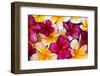 Hawaii, Maui, Plumeria in Mass Display-Terry Eggers-Framed Photographic Print