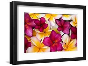 Hawaii, Maui, Plumeria in Mass Display-Terry Eggers-Framed Photographic Print