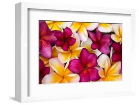 Hawaii, Maui, Plumeria in Mass Display-Terry Eggers-Framed Photographic Print