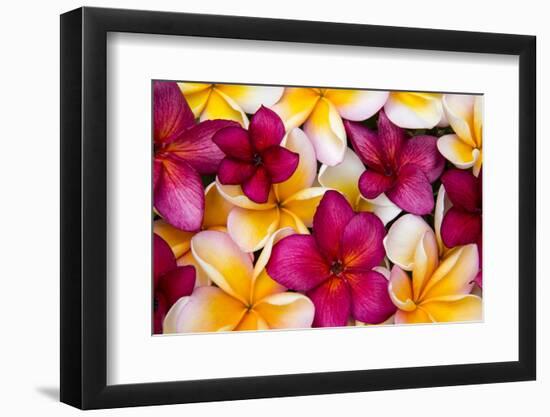 Hawaii, Maui, Plumeria in Mass Display-Terry Eggers-Framed Premium Photographic Print