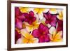 Hawaii, Maui, Plumeria in Mass Display-Terry Eggers-Framed Photographic Print