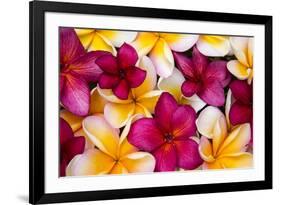 Hawaii, Maui, Plumeria in Mass Display-Terry Eggers-Framed Photographic Print