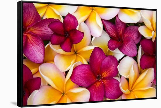 Hawaii, Maui, Plumeria in Mass Display-Terry Eggers-Framed Stretched Canvas