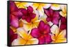 Hawaii, Maui, Plumeria in Mass Display-Terry Eggers-Framed Stretched Canvas