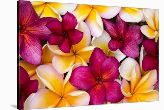 Hawaii, Maui, Plumeria in Mass Display-Terry Eggers-Stretched Canvas