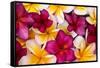 Hawaii, Maui, Plumeria in Mass Display-Terry Eggers-Framed Stretched Canvas