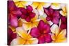 Hawaii, Maui, Plumeria in Mass Display-Terry Eggers-Stretched Canvas