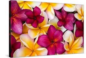 Hawaii, Maui, Plumeria in Mass Display-Terry Eggers-Stretched Canvas